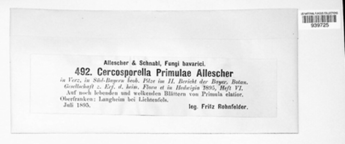 Cercosporella primulae image